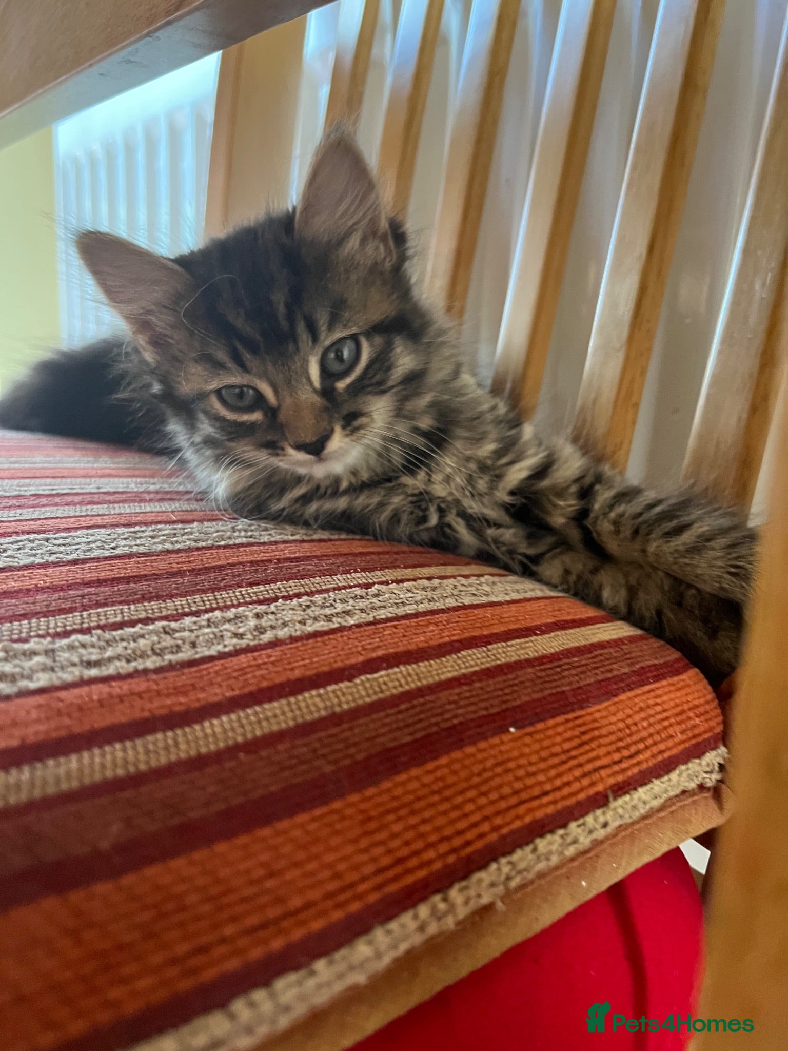 Domestic Shorthair cats 2x gorgeous female rescue kittens need homes - Advert 1