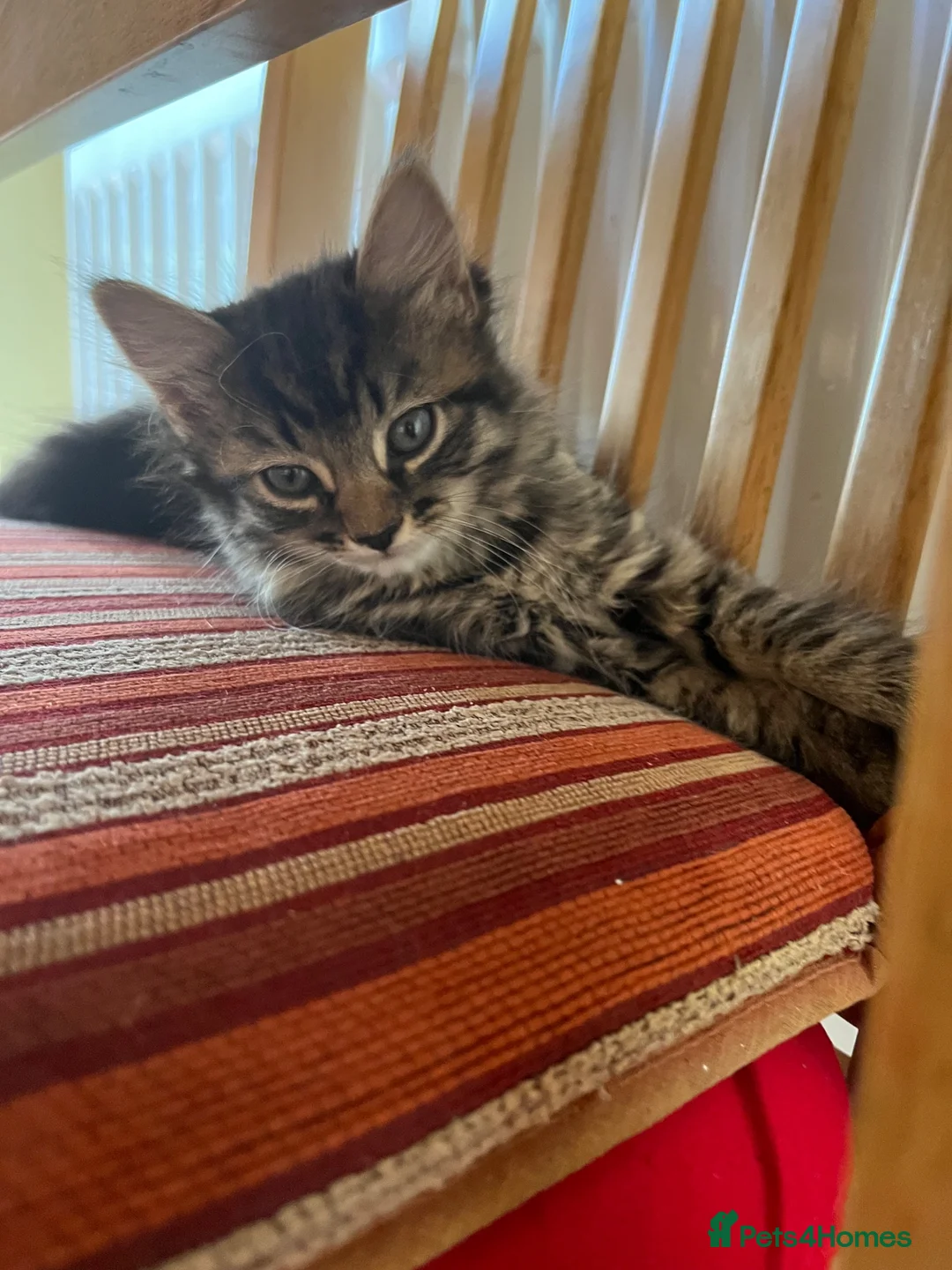 Domestic Shorthair cats for adoption: 2x gorgeous female rescue kittens need homes - Advert 1