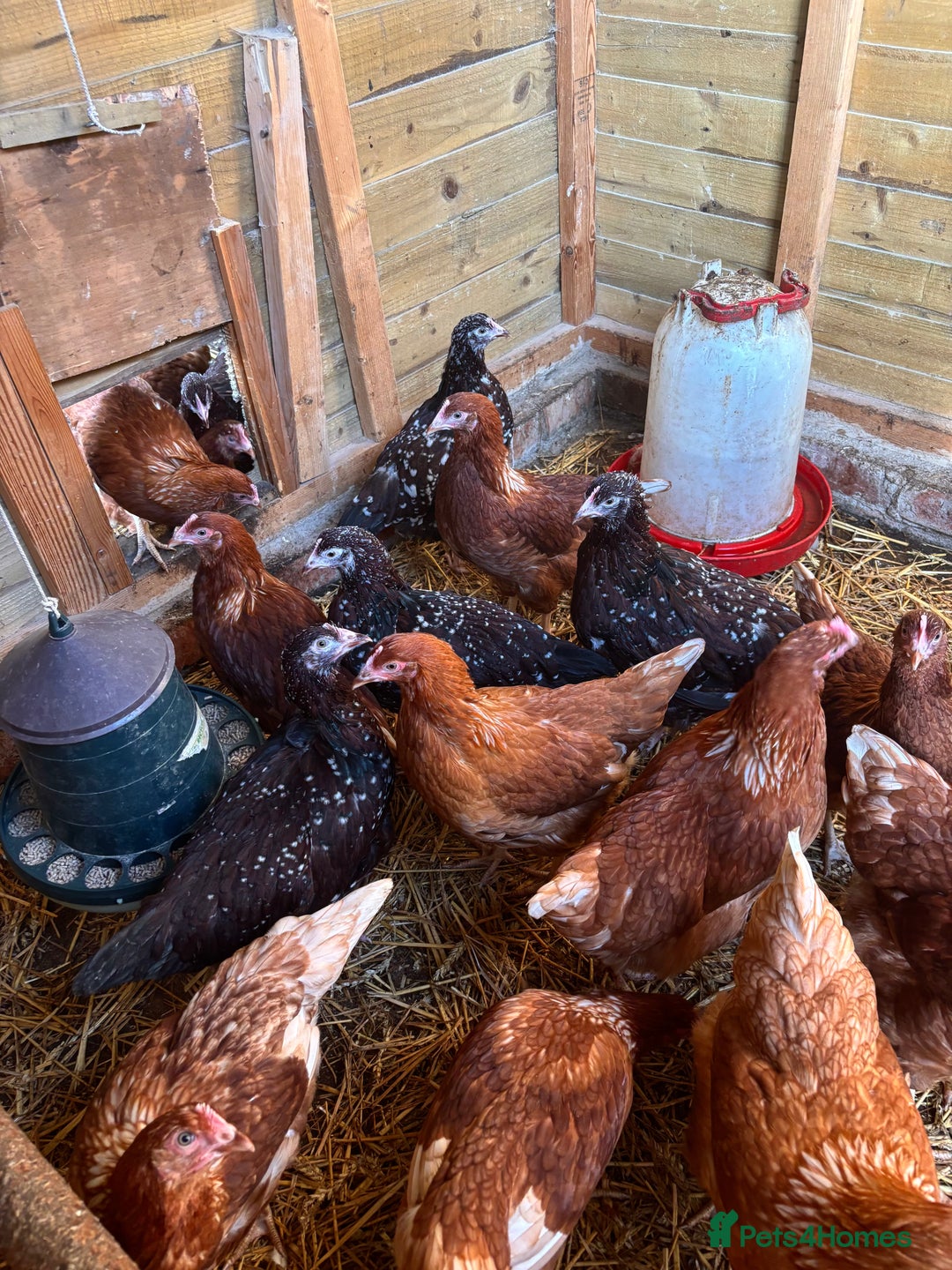 Chickens poultry for sale: Speckled Sussex and Hy-line Hybrid Pullets - Advert 3