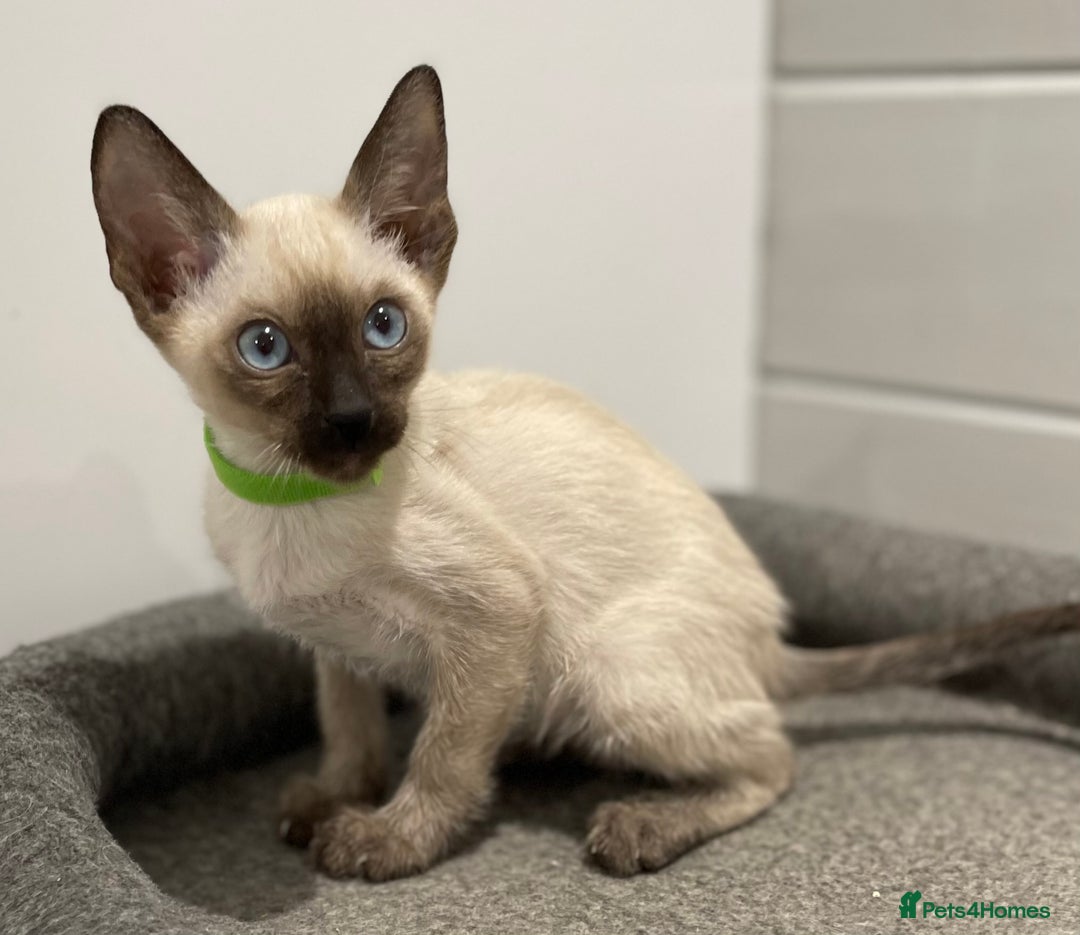Siamese cats for sale: GCCF Registered Pure Traditional Siamese.  - Image 6