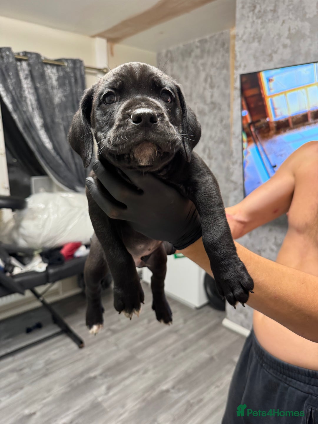 Mixed Breed dogs for sale: 6 beautiful puppies for sale  - Image 14