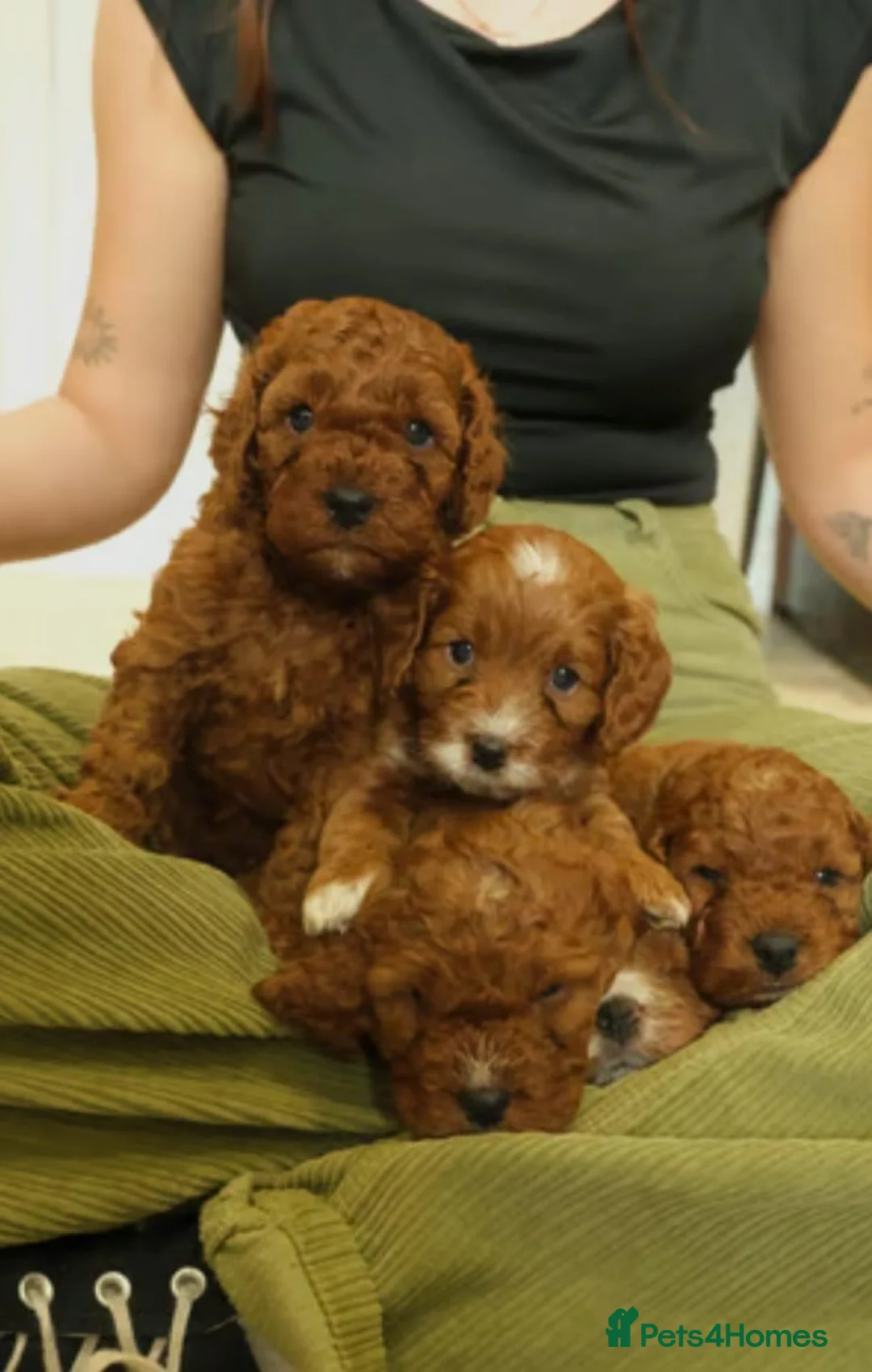 Cavapoo dogs for sale: Red Cavapoo Puppies - Advert 1