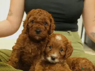 Cavapoo dogs Red Cavapoo Puppies - Advert 10
