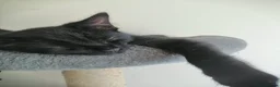 Mixed Breed cats for sale: Clever kittens - Advert 4