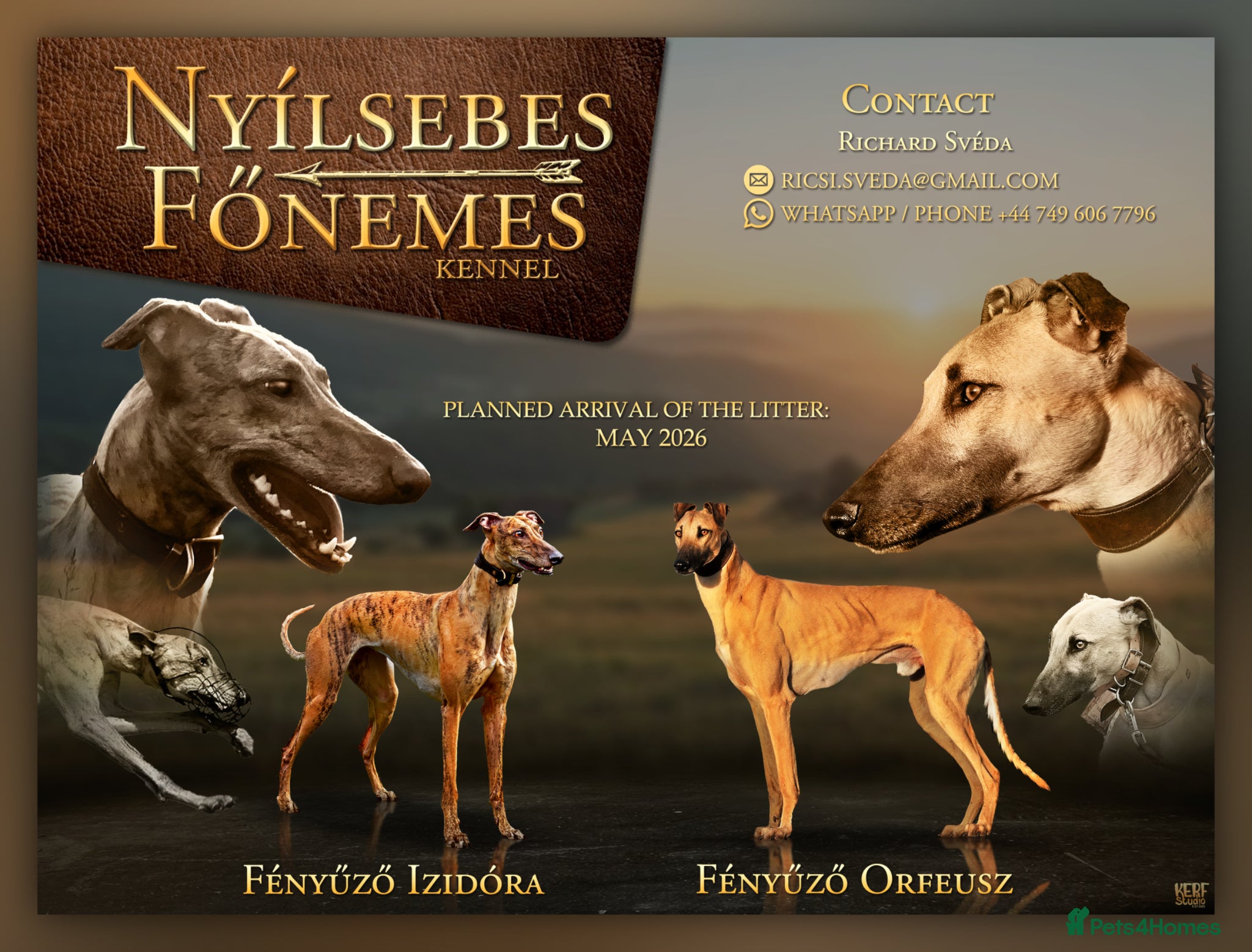 Greyhound dogs Hungary Greyhound  - Advert 1