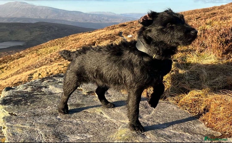 Patterdale Terrier dogs - Advert 1
