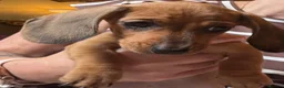 Miniature Dachshund dogs for sale: Miniature Dachshunds  - Advert 7