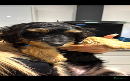 Mixed Breed dogs for sale: Jackapoo x dachshund  - Image 4