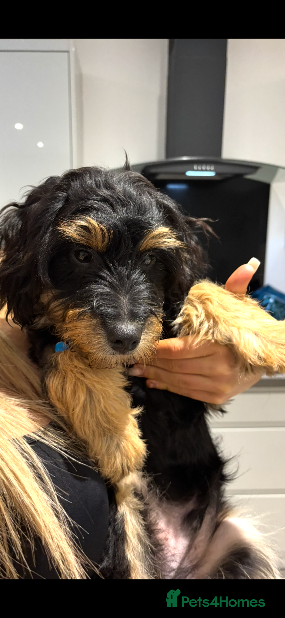 Mixed Breed dogs for sale: Jackapoo x dachshund  - Image 4