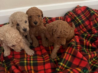 Toy Poodle dogs Toy poodle just one baby left now - Advert 3