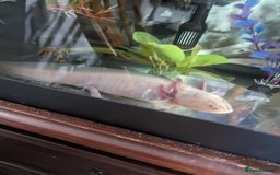 Axolotl reptiles for sale: 2 x adult female axolotl - Image 4