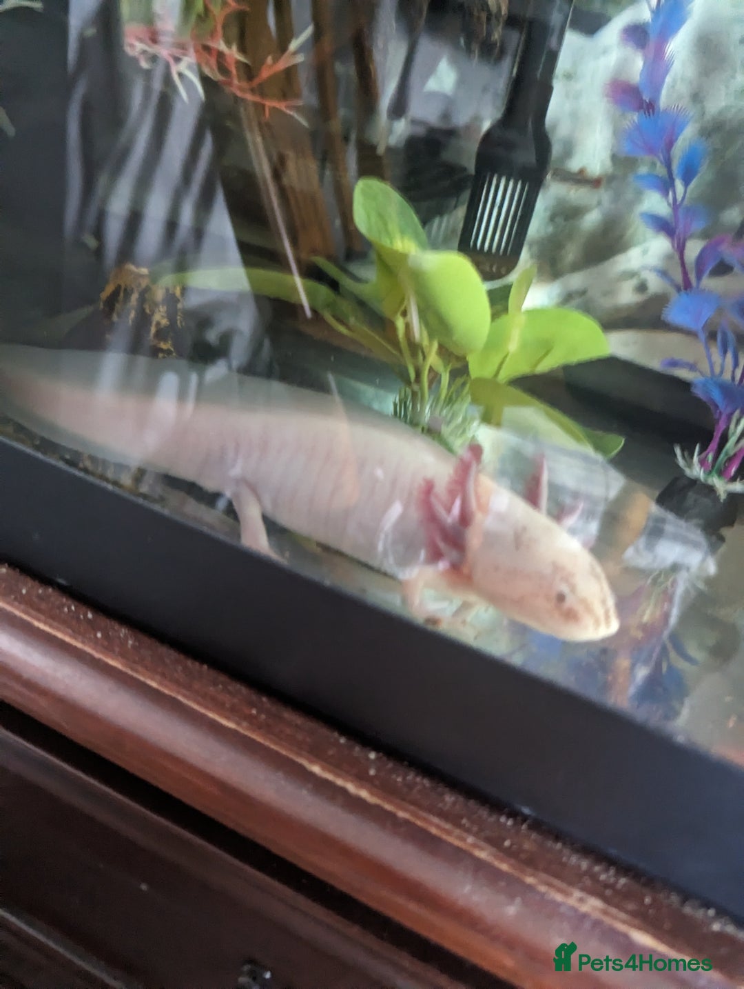 Axolotl reptiles for sale: 2 x adult female axolotl - Image 4