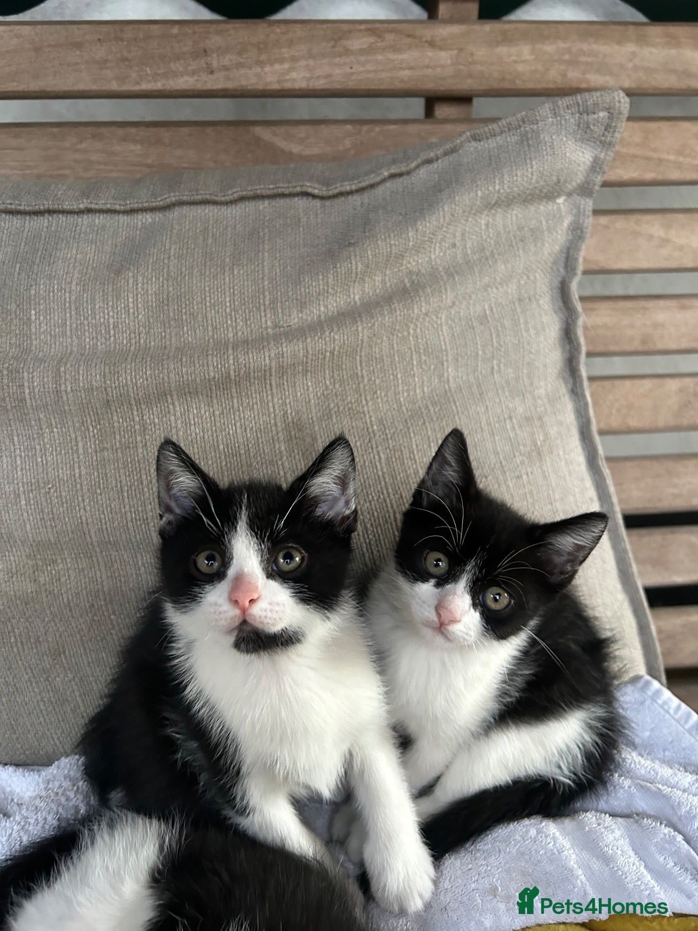 Mixed Breed cats for sale: Batman - Advert 1