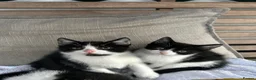 Mixed Breed cats for sale: Batman - Advert 1
