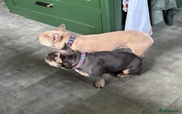 French Bulldog dogs for adoption: Female French bulldog  - Image 6