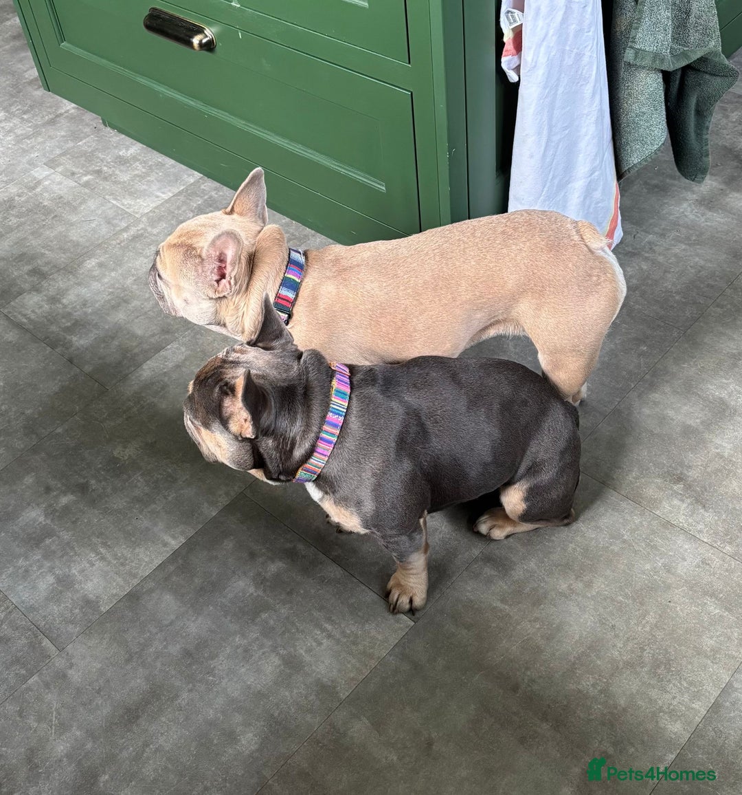 French Bulldog dogs for adoption: Female French bulldog  - Image 6