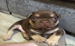 French Bulldog dogs for sale: QUALITY FRENCH BULLDOG PUPPIES - Advert 14