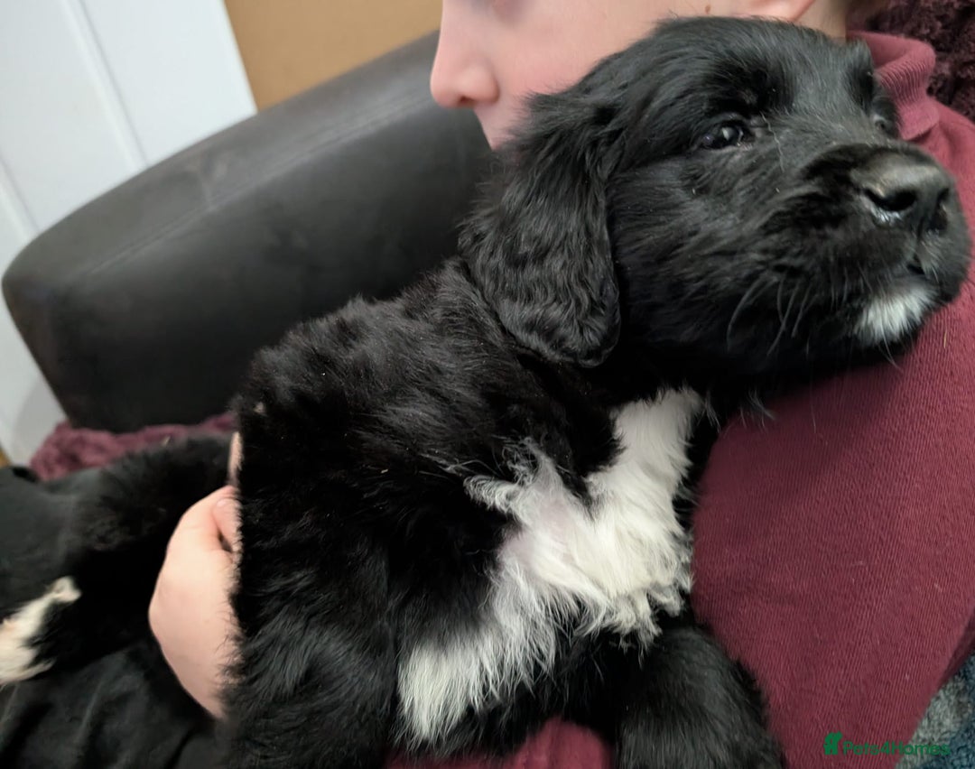 Mixed Breed dogs for sale:  berneses moutain dog x golden retriever - Advert 2