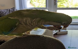 Parrots birds for sale: Pepsi - Quaker parrot - Image 3