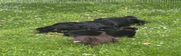 Flat coated Retriever dogs for sale: Gorgeous liver and black Flatcoat Retrievers - Advert 22