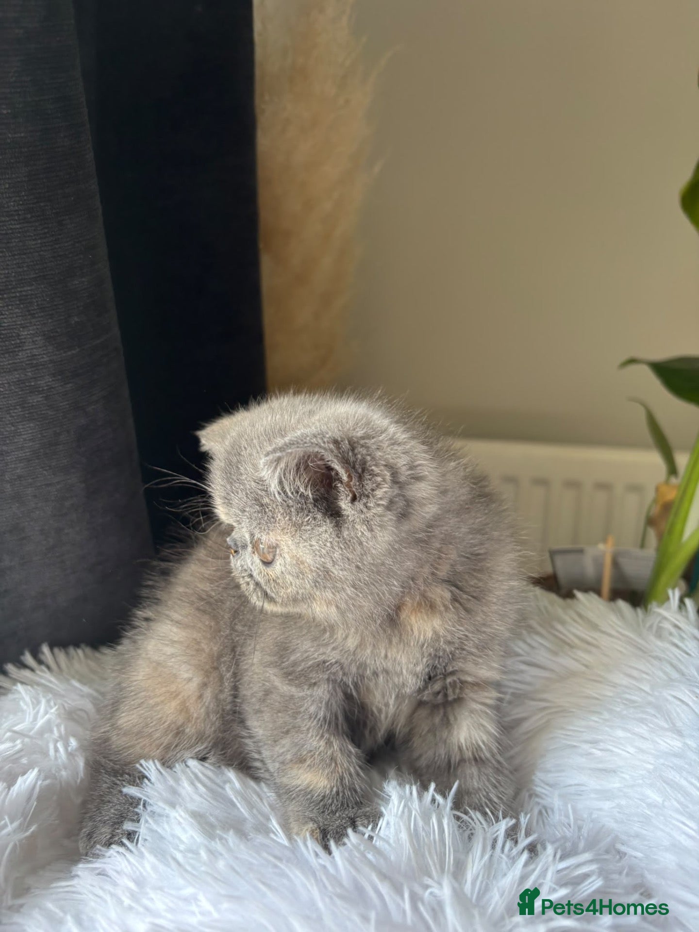 Exotic cats GCCF Registered blue cream exotic female   - Advert 1