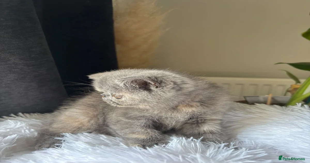 Exotic Kittens for sale in Braintree, Essex | Pets4Homes