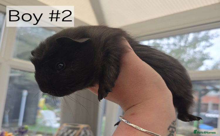 Guinea Pig rodents - Advert 15
