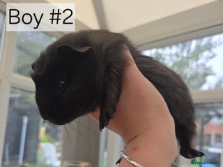 Guinea Pig rodents - Advert 6