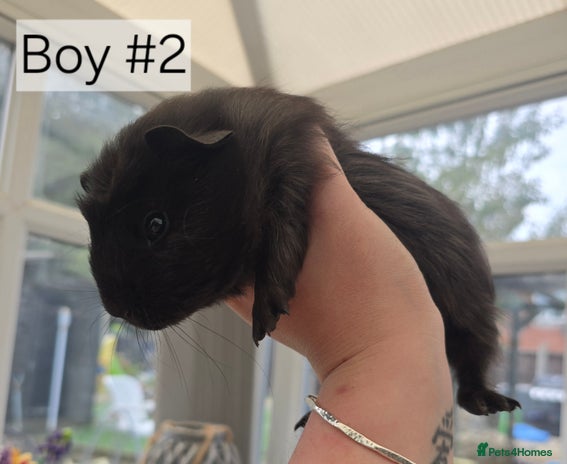 Guinea Pig rodents - Advert 15