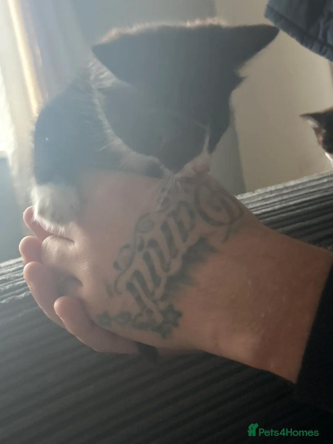 Mixed Breed cats for sale: Litter of kittens for sale  - Advert 3