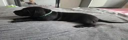 Great Dane dogs for sale: Great dane pups  - Advert 28