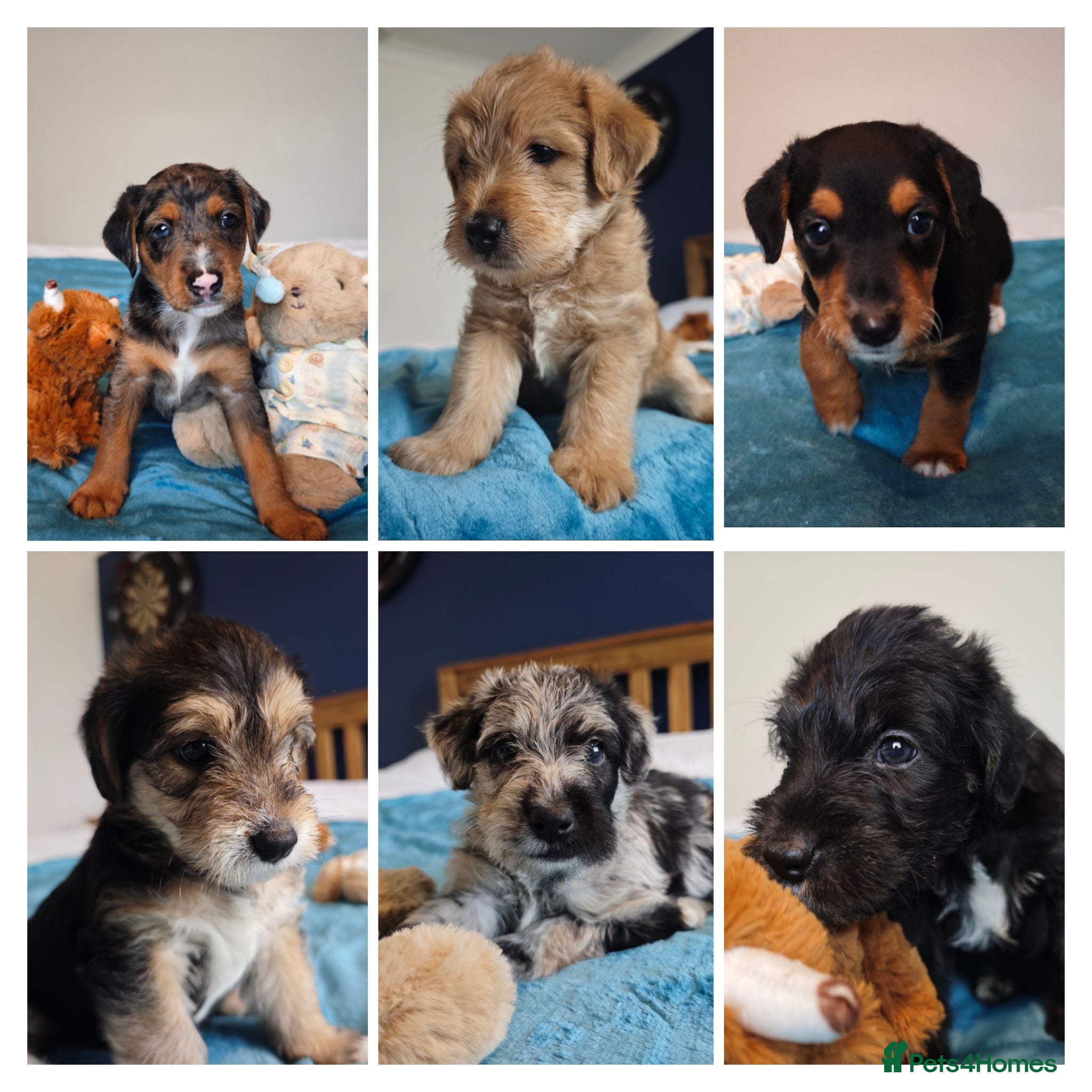 Mixed Breed dogs Loving Parsons Russell Cross Puppies  - Advert 18