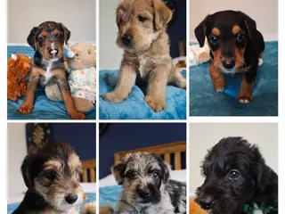 Mixed Breed dogs Loving Parsons Russell Cross Puppies - Advert 5