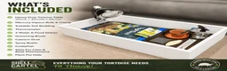 Tortoise reptiles for sale: Baby Sulcata Hatchlings & Set Ups!! - Advert 13