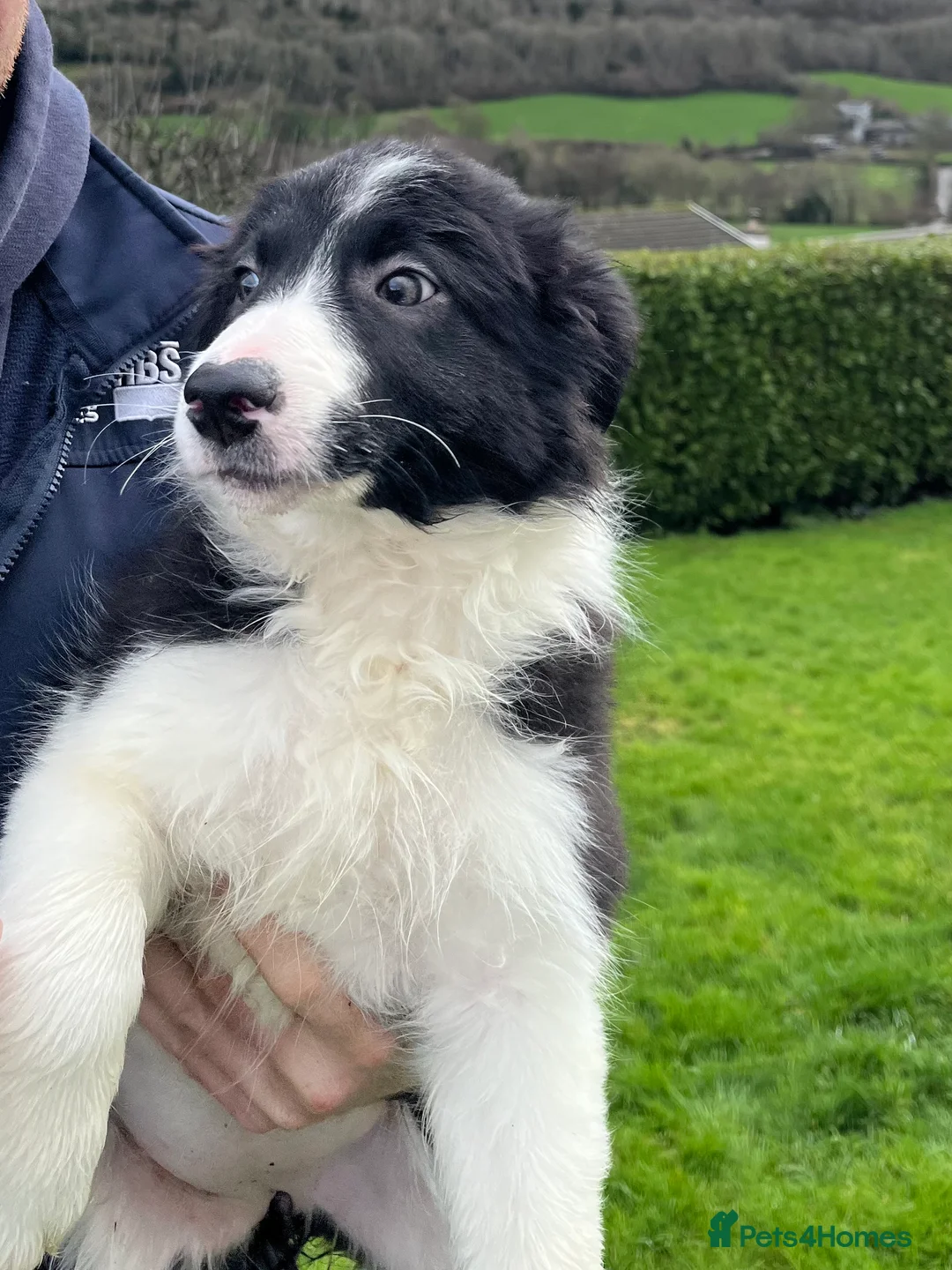 Border Collie dogs for sale: 12 weeks old lovely girl ready to go - Advert 13