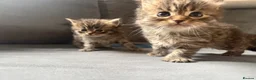 Ragcoon cats for sale: 8 RAGDOL X MAINCOON KITTENS🐱 - Advert 8