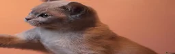 Burmese cats for sale: Beautiful Healthy Burmese  - Advert 20