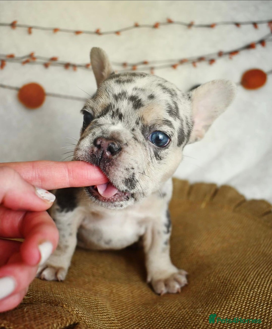 French Bulldog dogs for sale: Best Coat French Bulldogs puppies. - Image 2