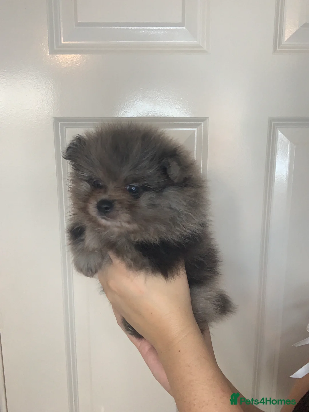 Pomeranian dogs for sale: EXQUISITE POMERANIAN PUPPIES (READY TO LEAVE) - Advert 17