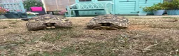 Tortoise reptiles for sale: Leopard tortoises for sale  - Advert 3