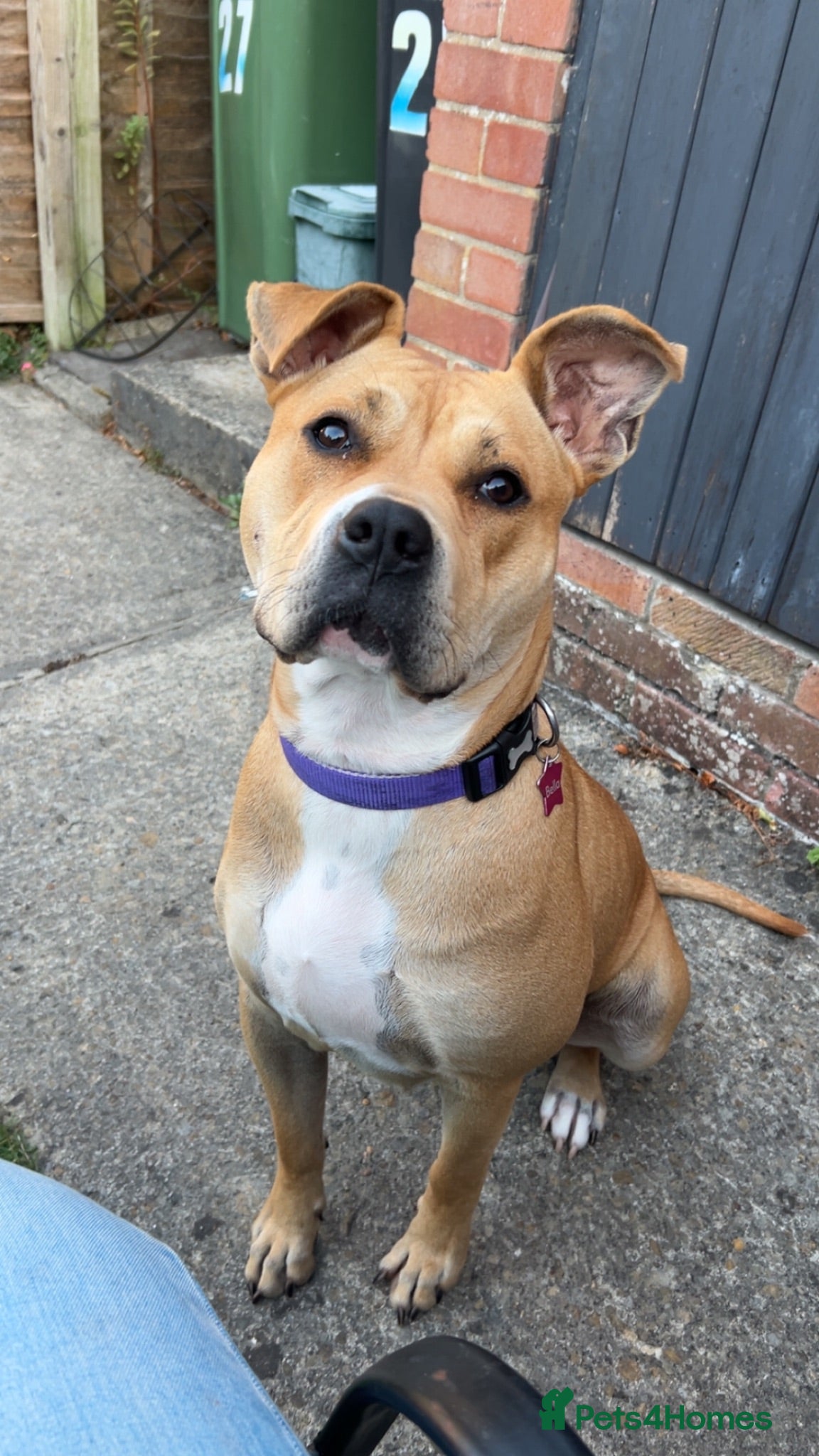 Mixed Breed dogs Bella the Staffy cross - Advert 12