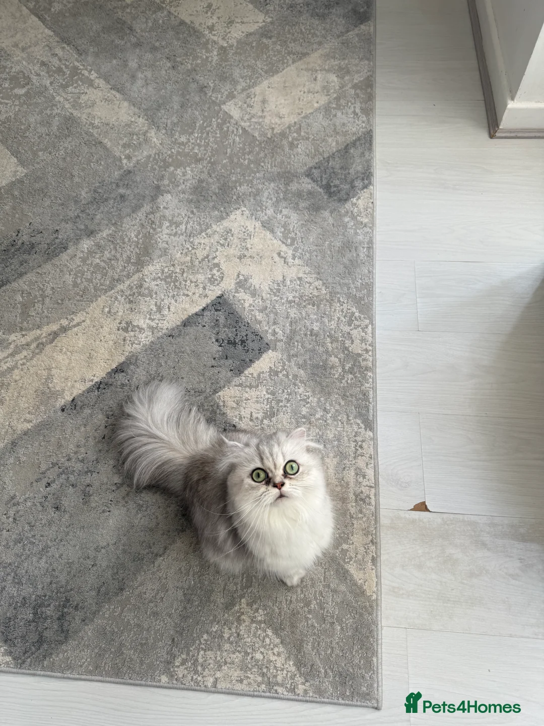 Persian cats for sale: Kitten  - Advert 2