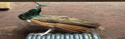 Mixed Breed birds for sale: Peacock , Male, IB x Pied White  - Advert 2