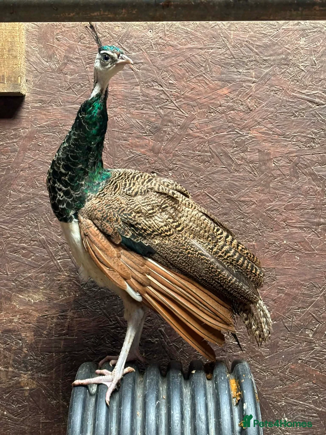 Mixed Breed birds for sale: Peacock , Male, IB x Pied White  - Advert 2