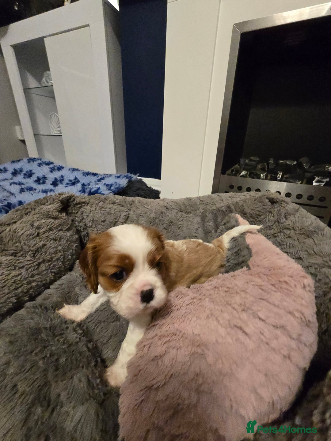 Cavalier King Charles Spaniel dogs for sale: Beautiful KC Registered. Health Tested Parents. - Advert 7