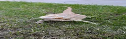 Bearded Dragon reptiles for sale: 2 year old Bearded Dragon in Kirknewton - Advert 6