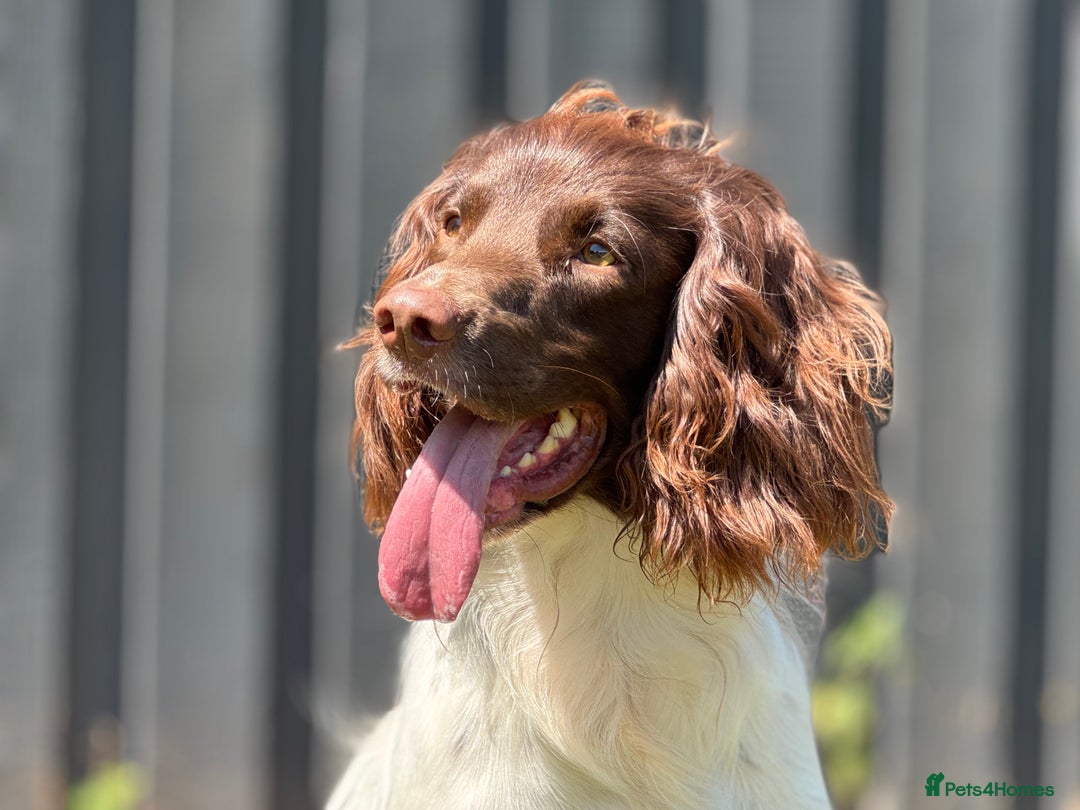 English Springer Spaniel dogs for stud: CHAMPIONSHIP WINNER 2025,ROSEBAY BLUE,HEALTHTESTED in Bristol - Image 2