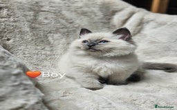 Ragdoll cats for sale: PURE RAGDOLL KITTENS 💜💙💚🤎 - Image 12