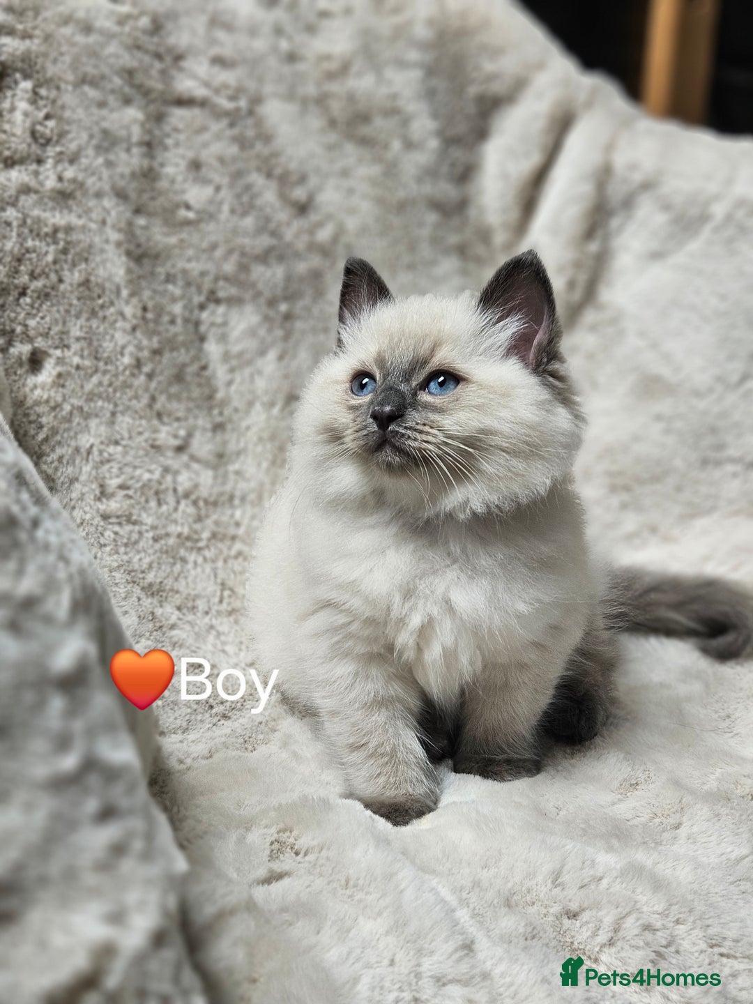 Ragdoll cats for sale: PURE RAGDOLL KITTENS 💜💙💚🤎 - Image 12