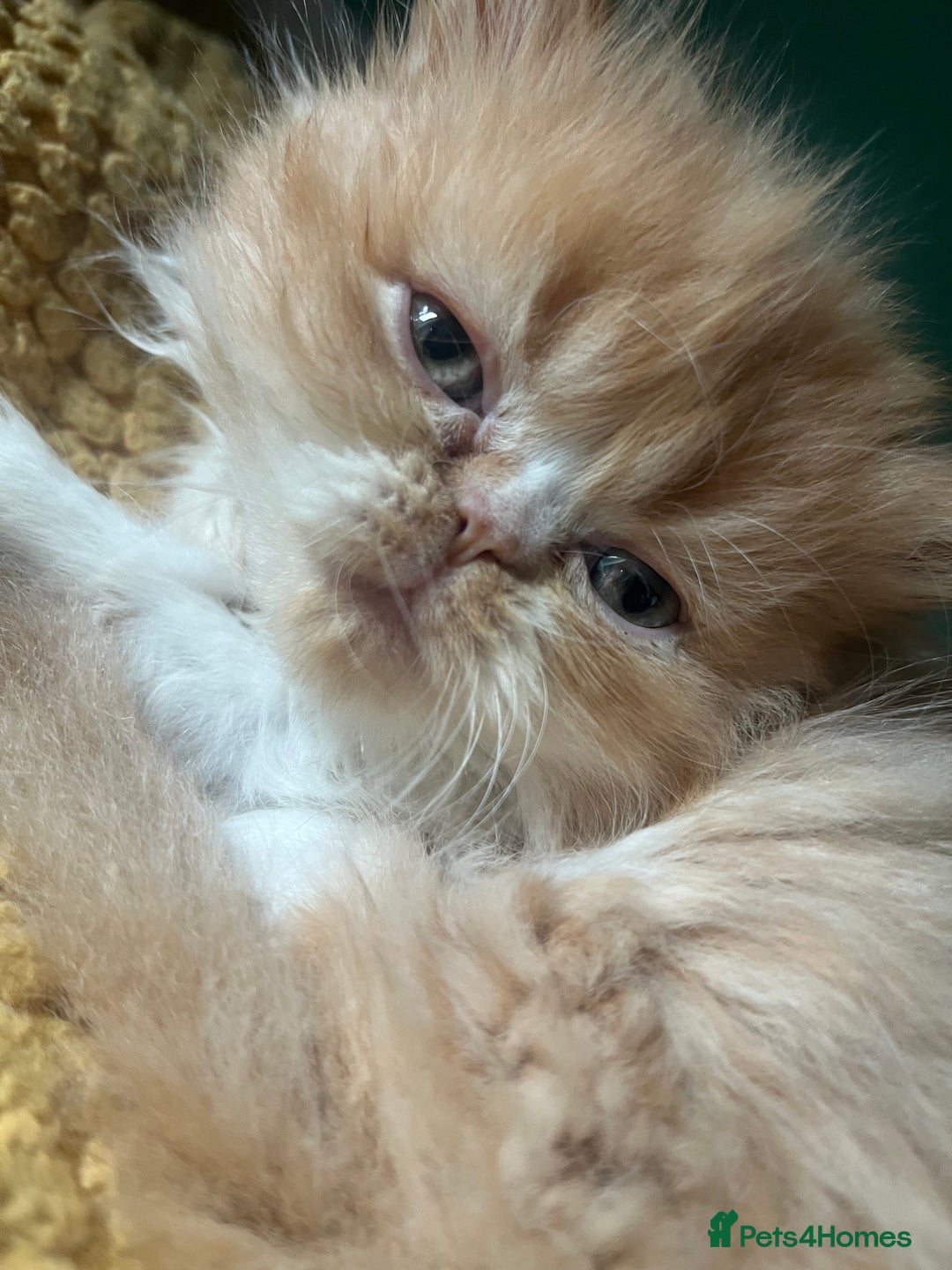 Persian cats for sale: Persian kittens  - Image 5